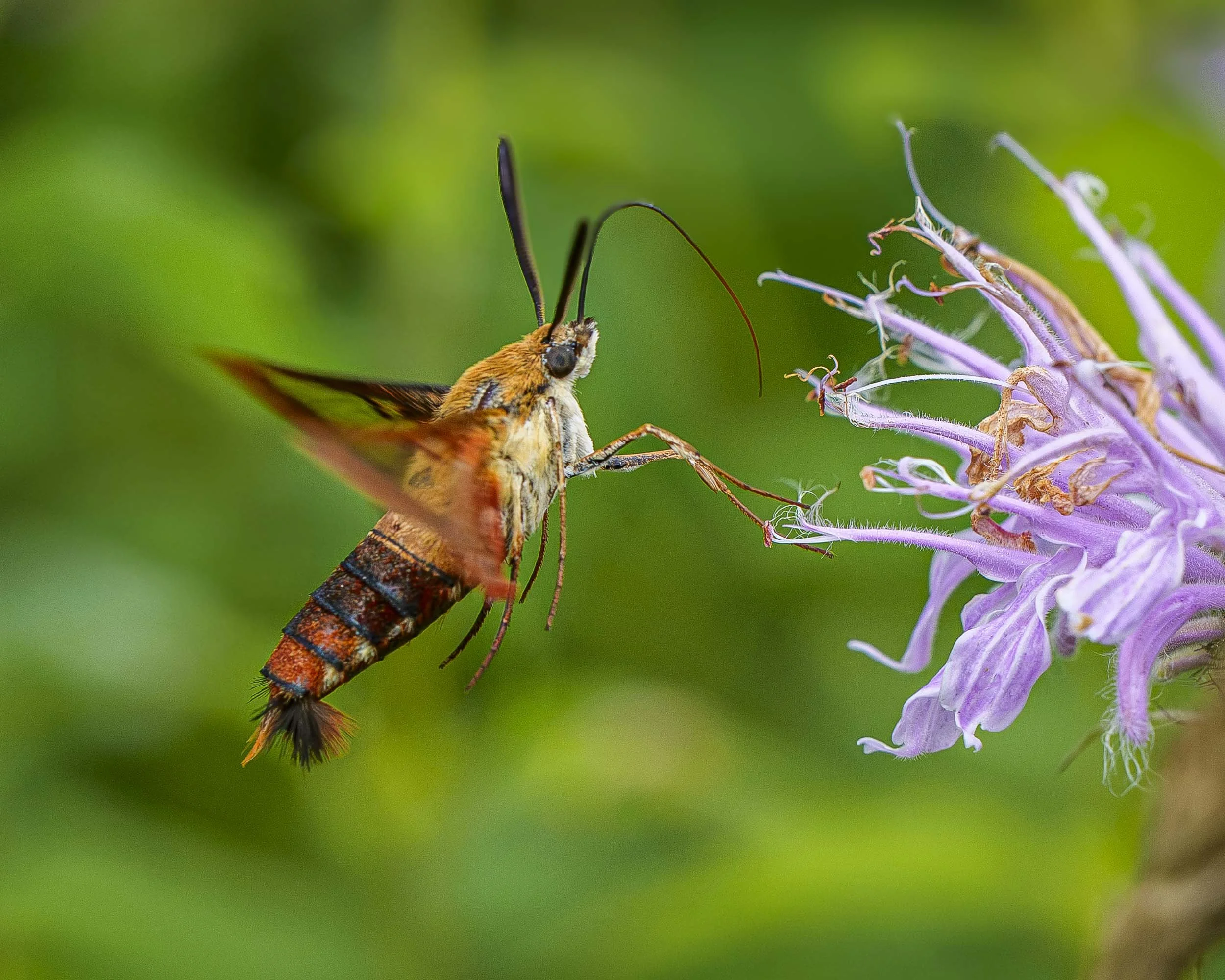 Hummingbird moth