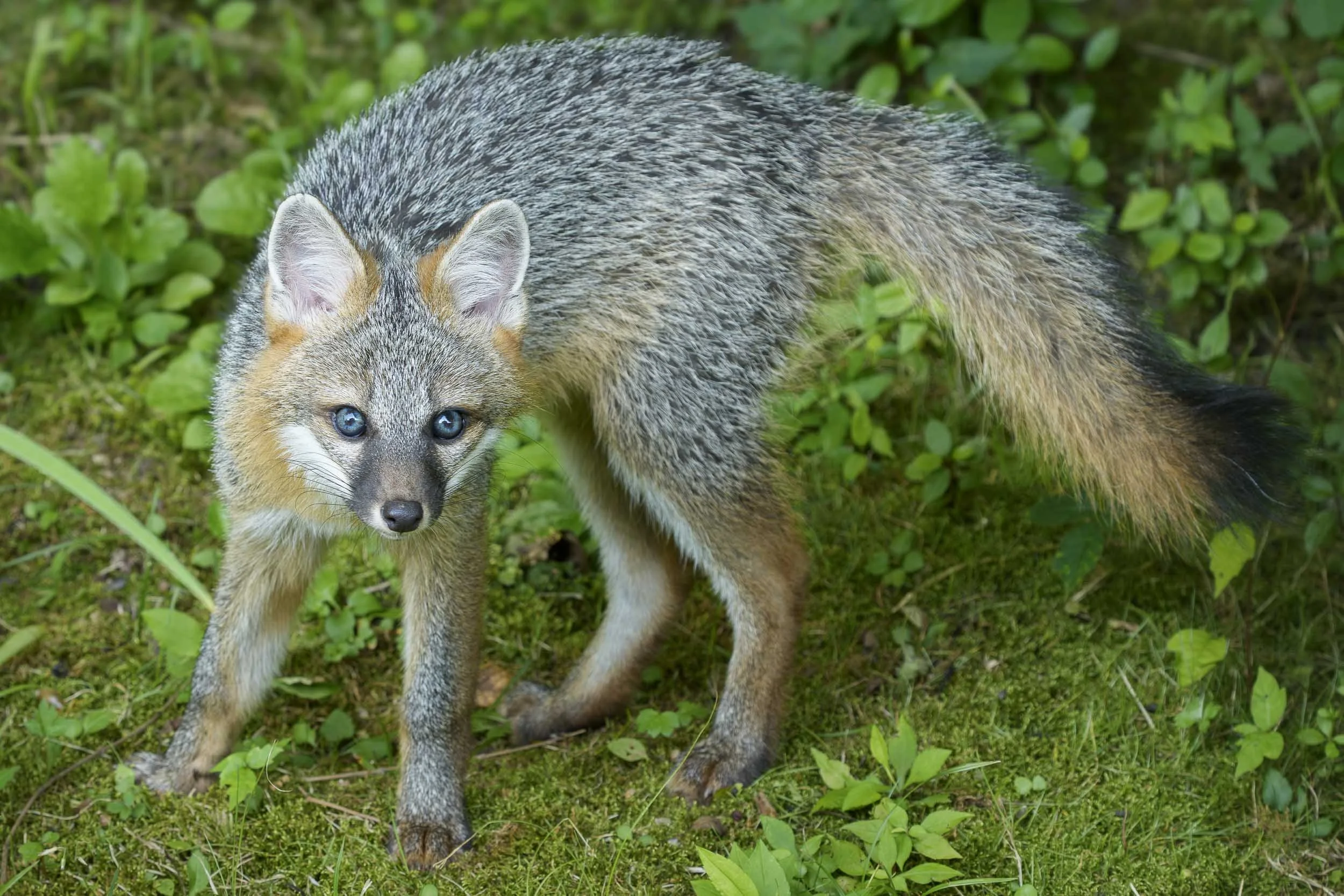Gray Fox