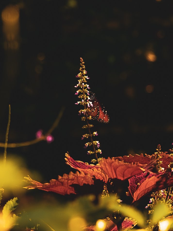 _DSC1776.jpeg