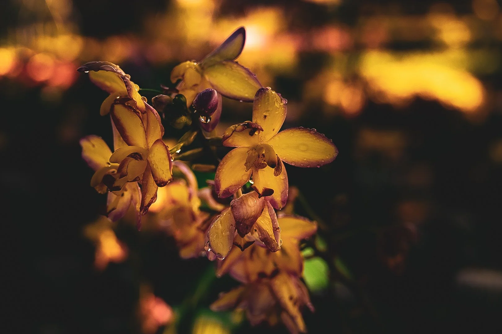 _DSC1518.jpeg