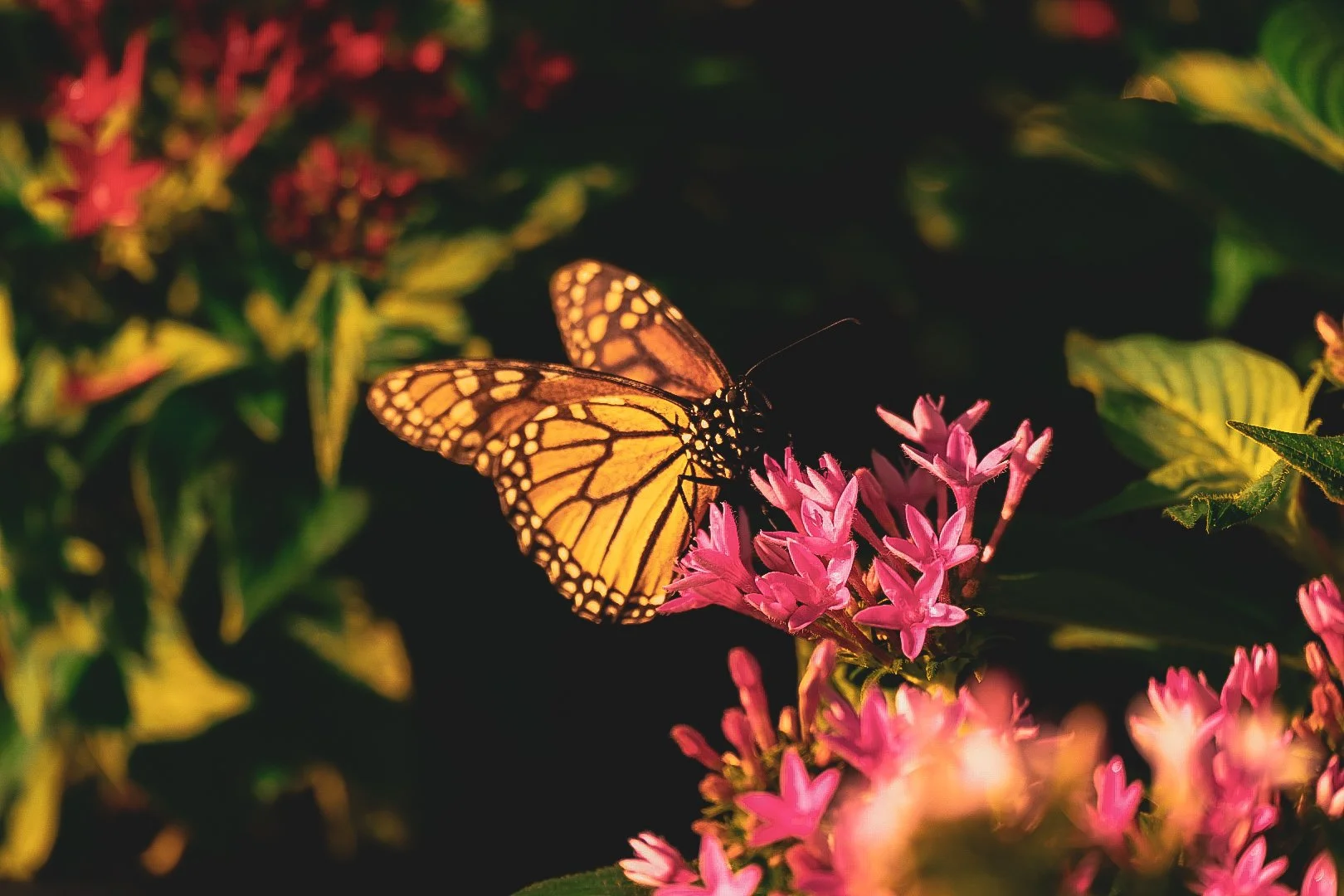 _DSC1362.jpeg
