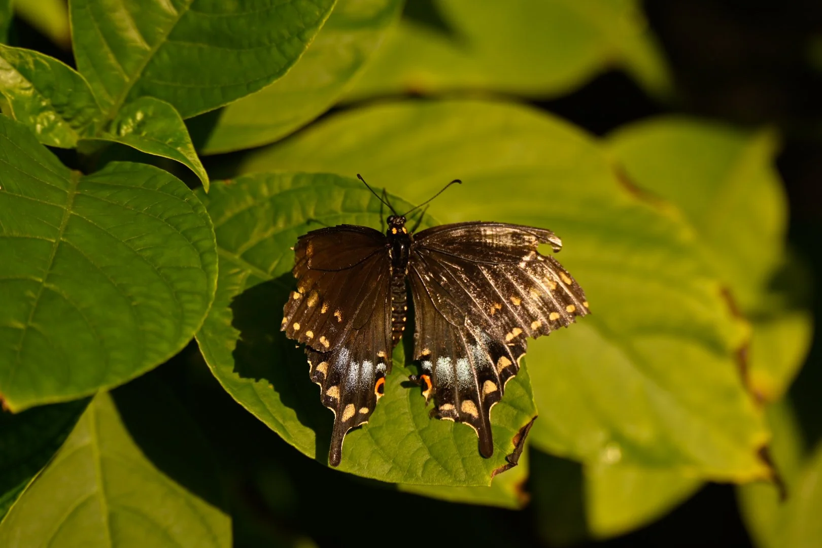 _DSC1446.jpeg