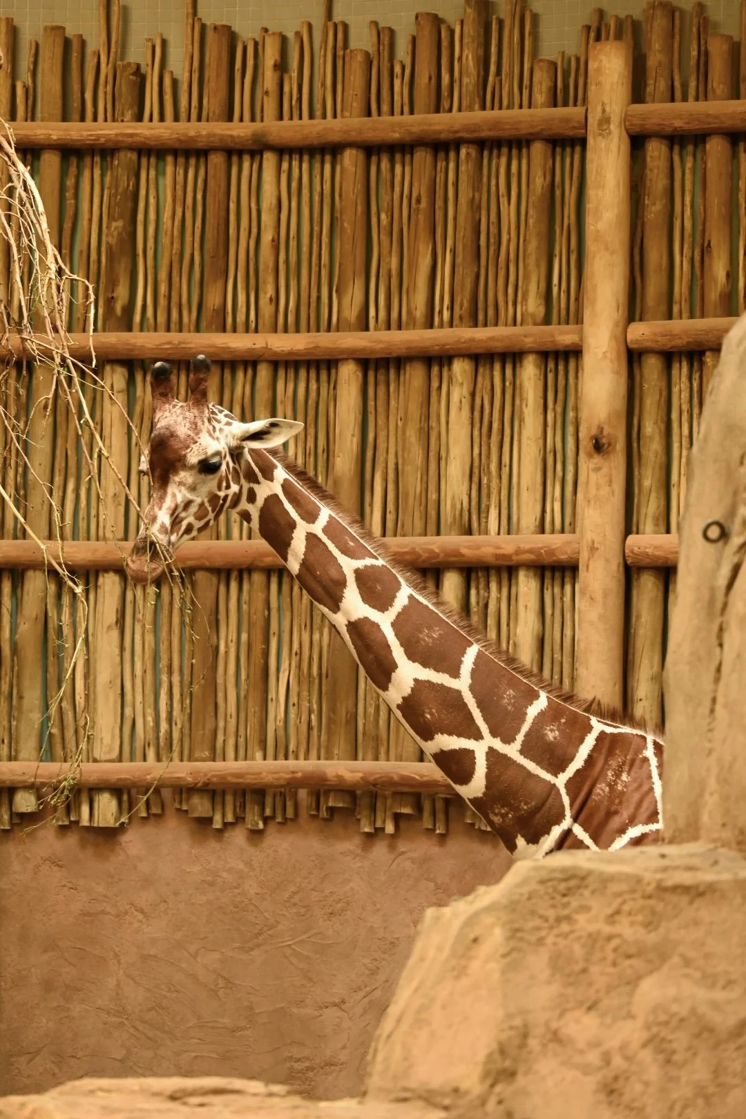 _DSC1129.jpeg