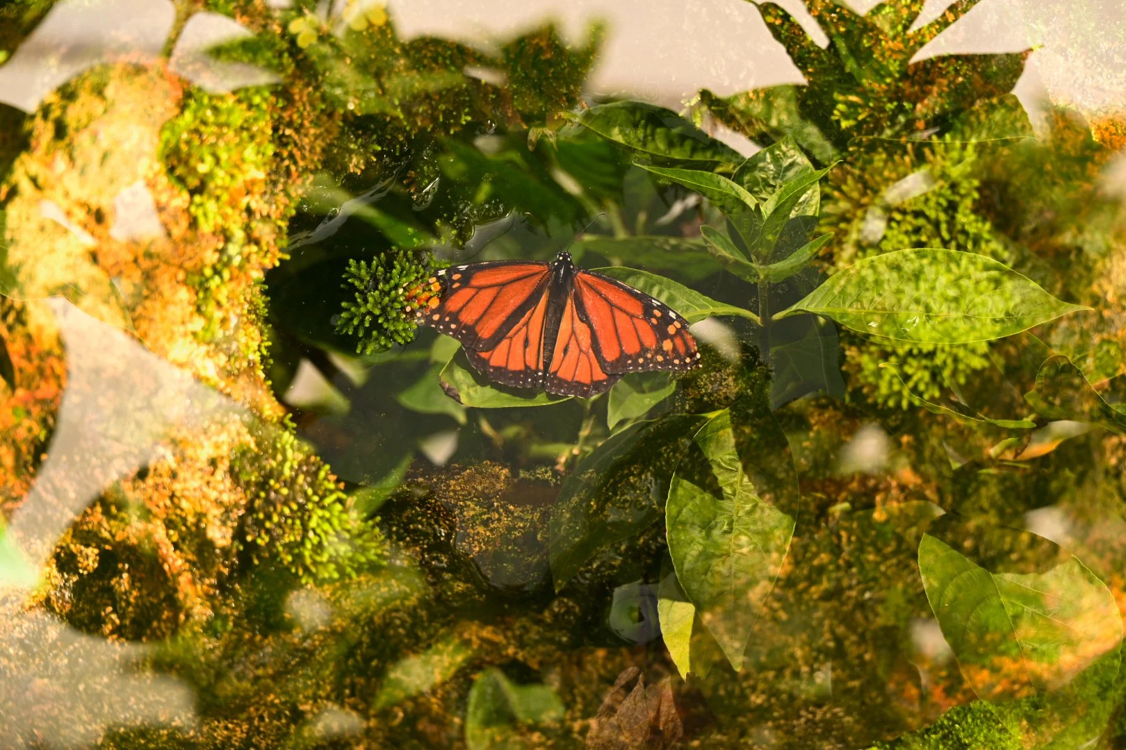 _DSC1496.jpeg