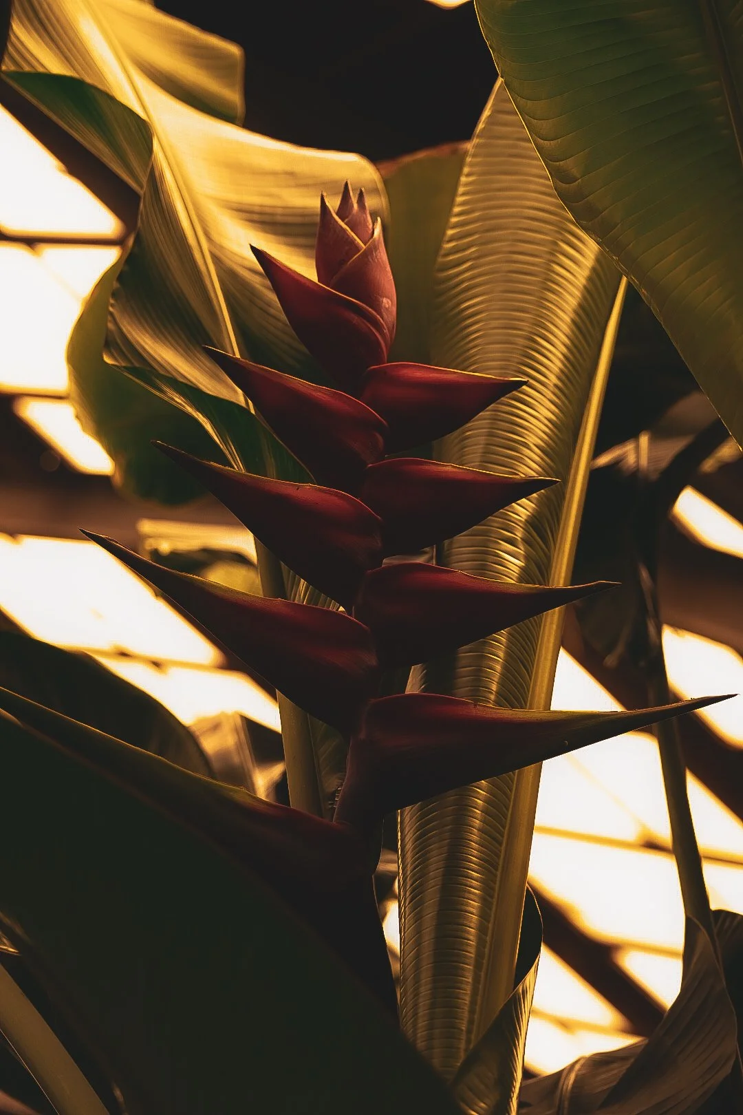 _DSC0615.jpeg