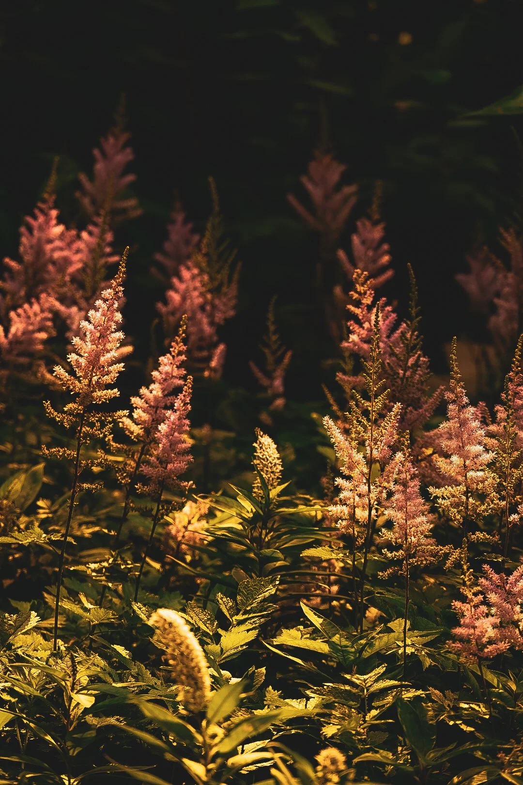 _DSC1066.jpeg