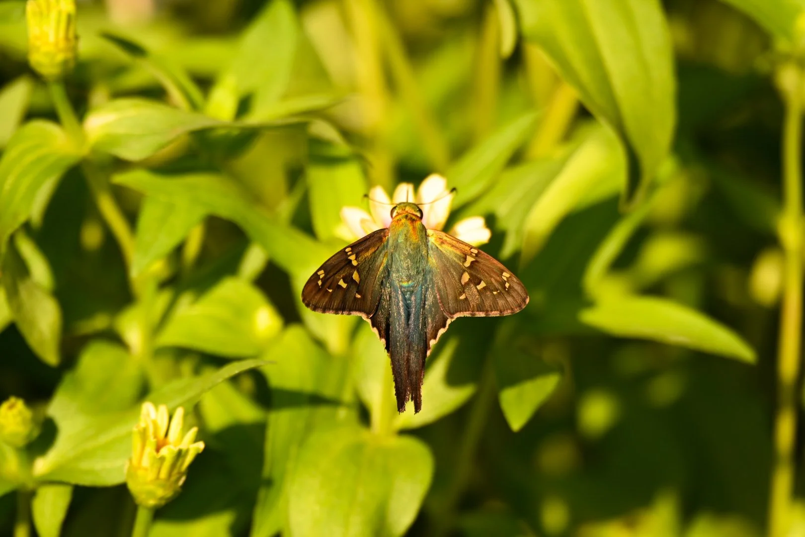 _DSC1302.jpeg
