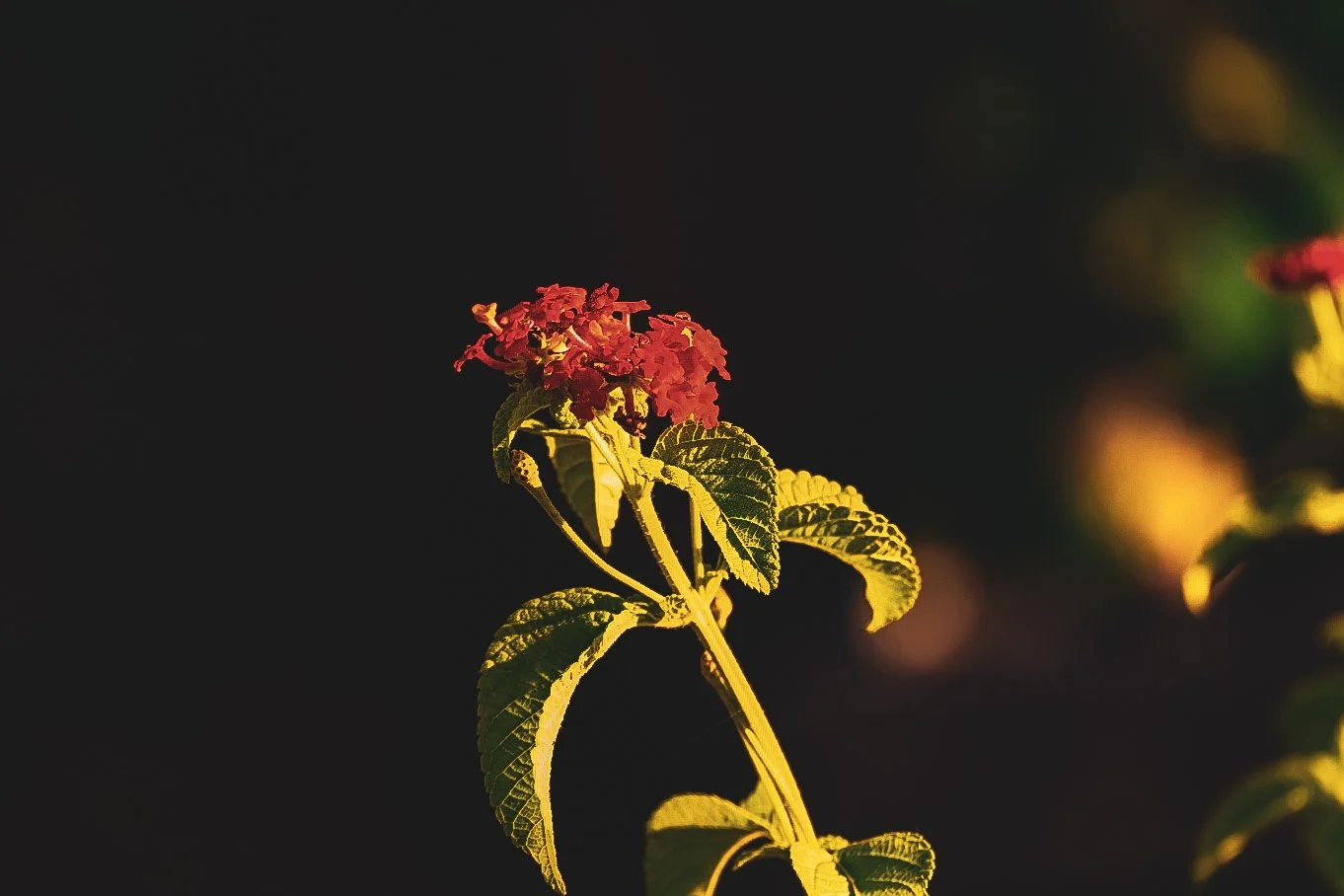 _DSC1306.jpeg