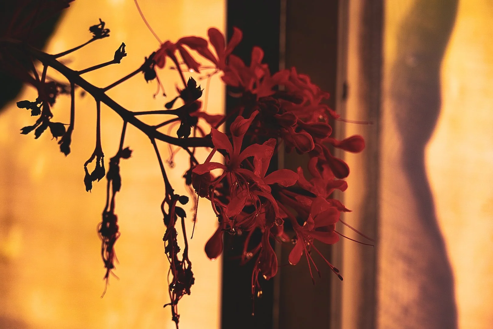 _DSC1391.jpeg