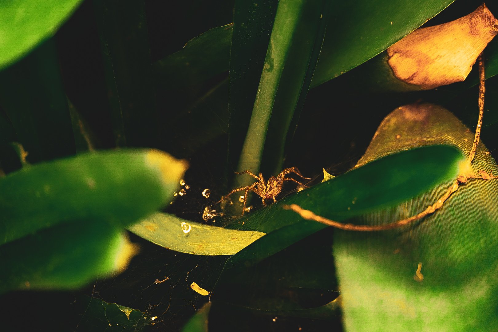 _DSC0482.jpeg