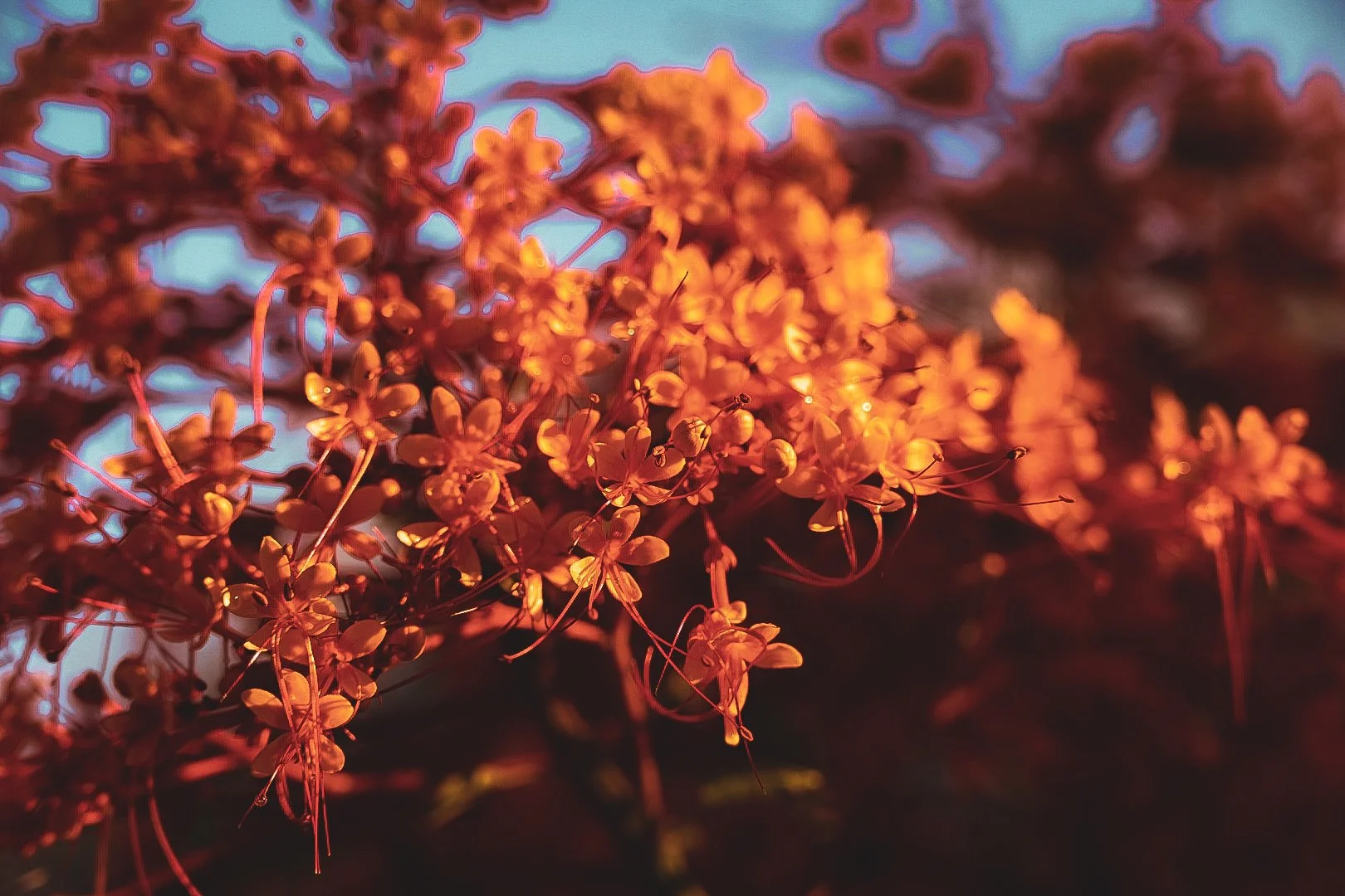 _DSC1372.jpeg