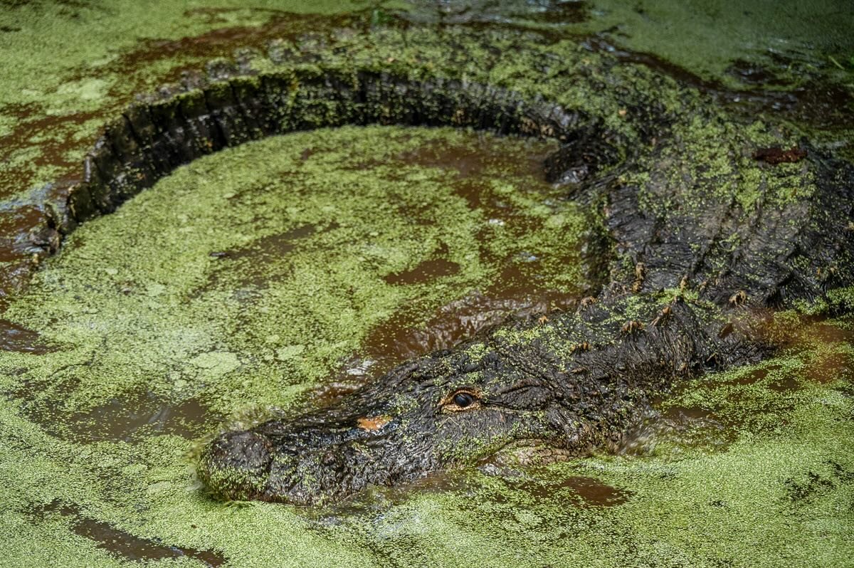 Swamp puppy

#Alligator #Alabama #AlligatorAlley #Photography #Photographer #Cool #Detail #CollegeStudent #Pose #Swamp #Big #Cute