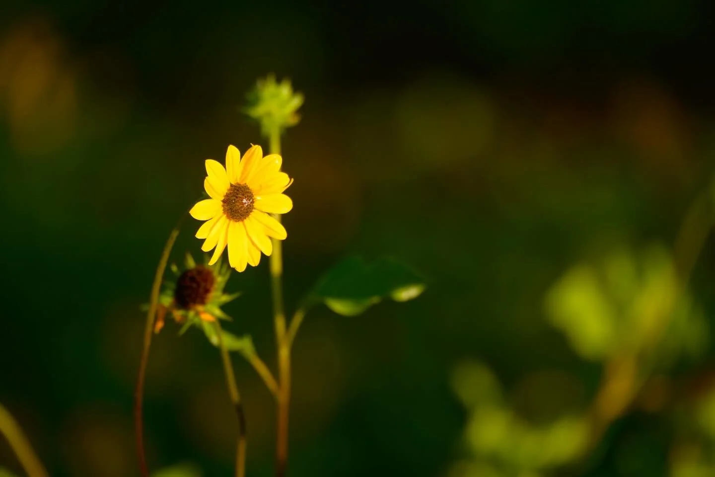 Early morning discoveries 

#Flower #Sunrise #Florida #Photographer