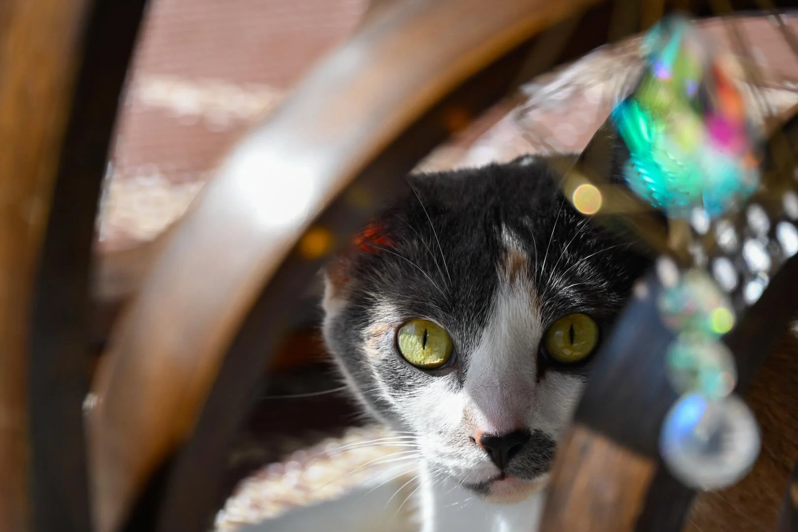Have I resorted to cat photography because I never find the time to go out and take photos or get booked for clients? Possibly. But at least I know I'm good at it 😂

#CatPhotography #AnimalPortrait #PhotographerProblems #OrlandoPhotographer #BookWit