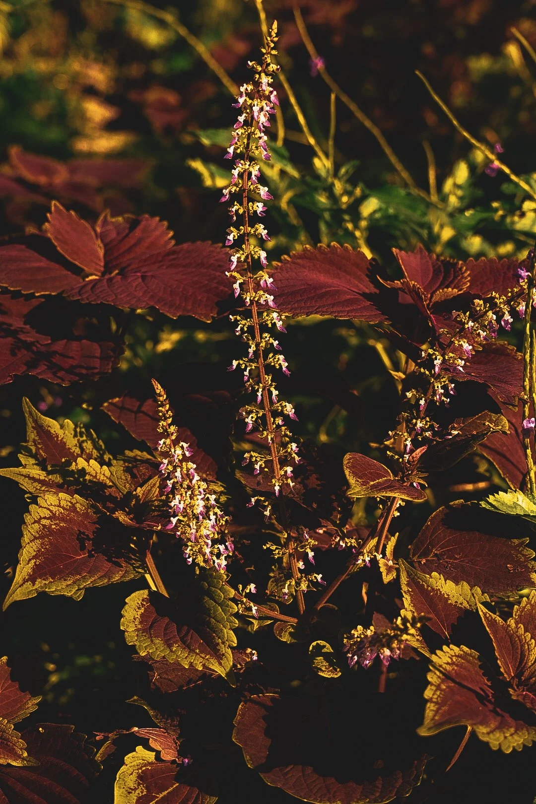 _DSC1493.jpeg