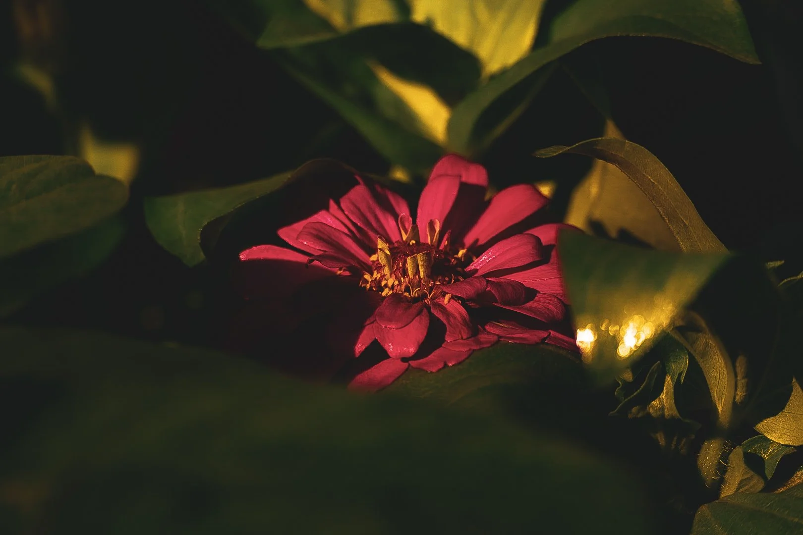 _DSC1300.jpeg