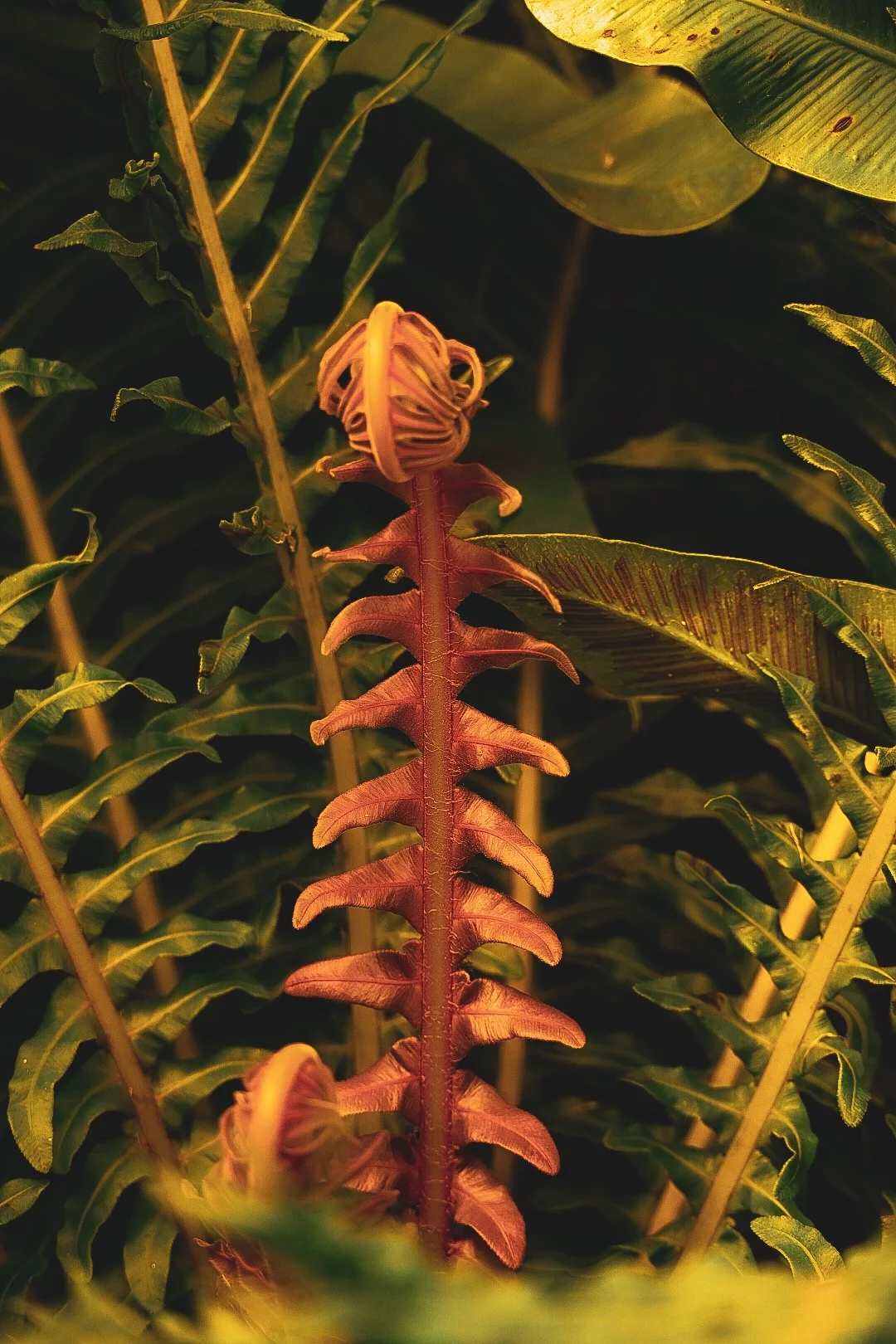 _DSC0394.jpeg