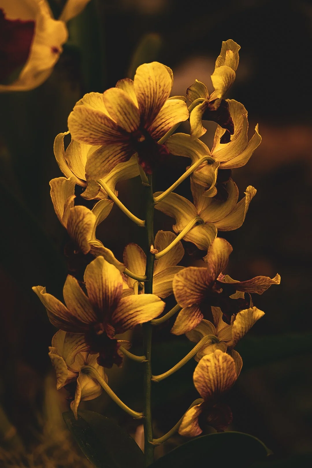 _DSC0428.jpeg