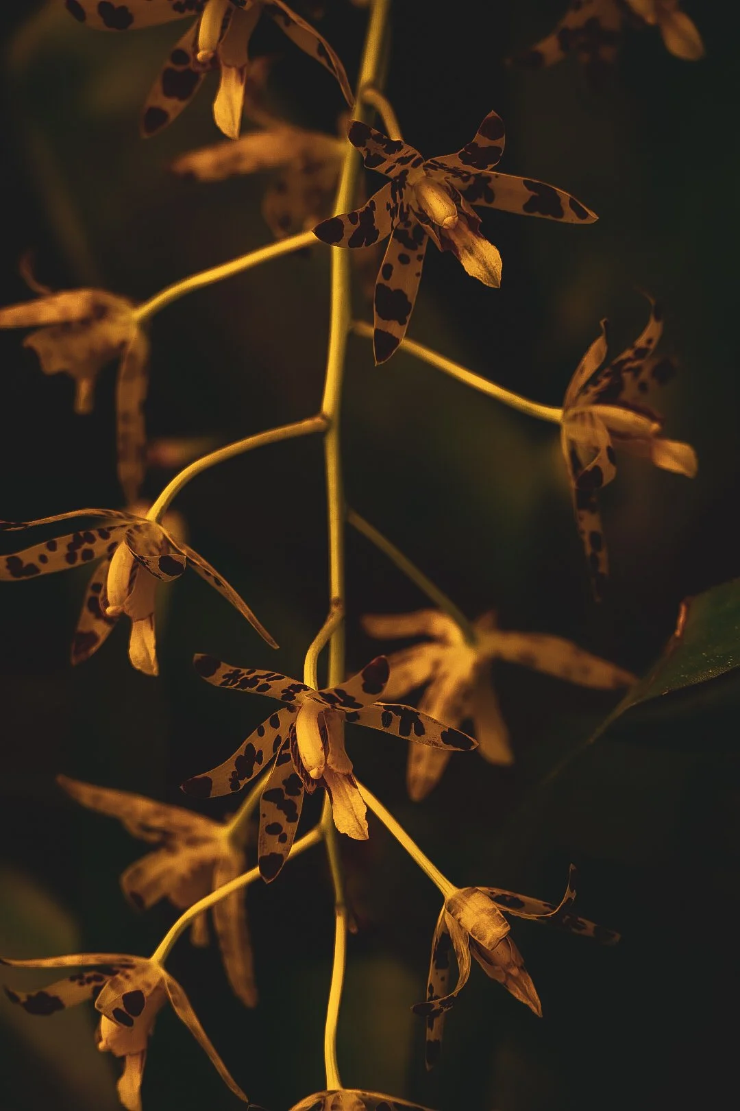 _DSC0411.jpeg