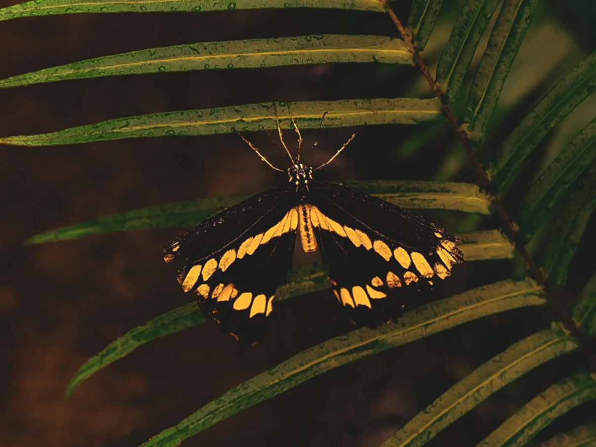 _DSC1885.jpeg