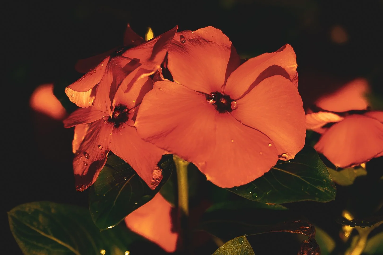 _DSC1308.jpeg