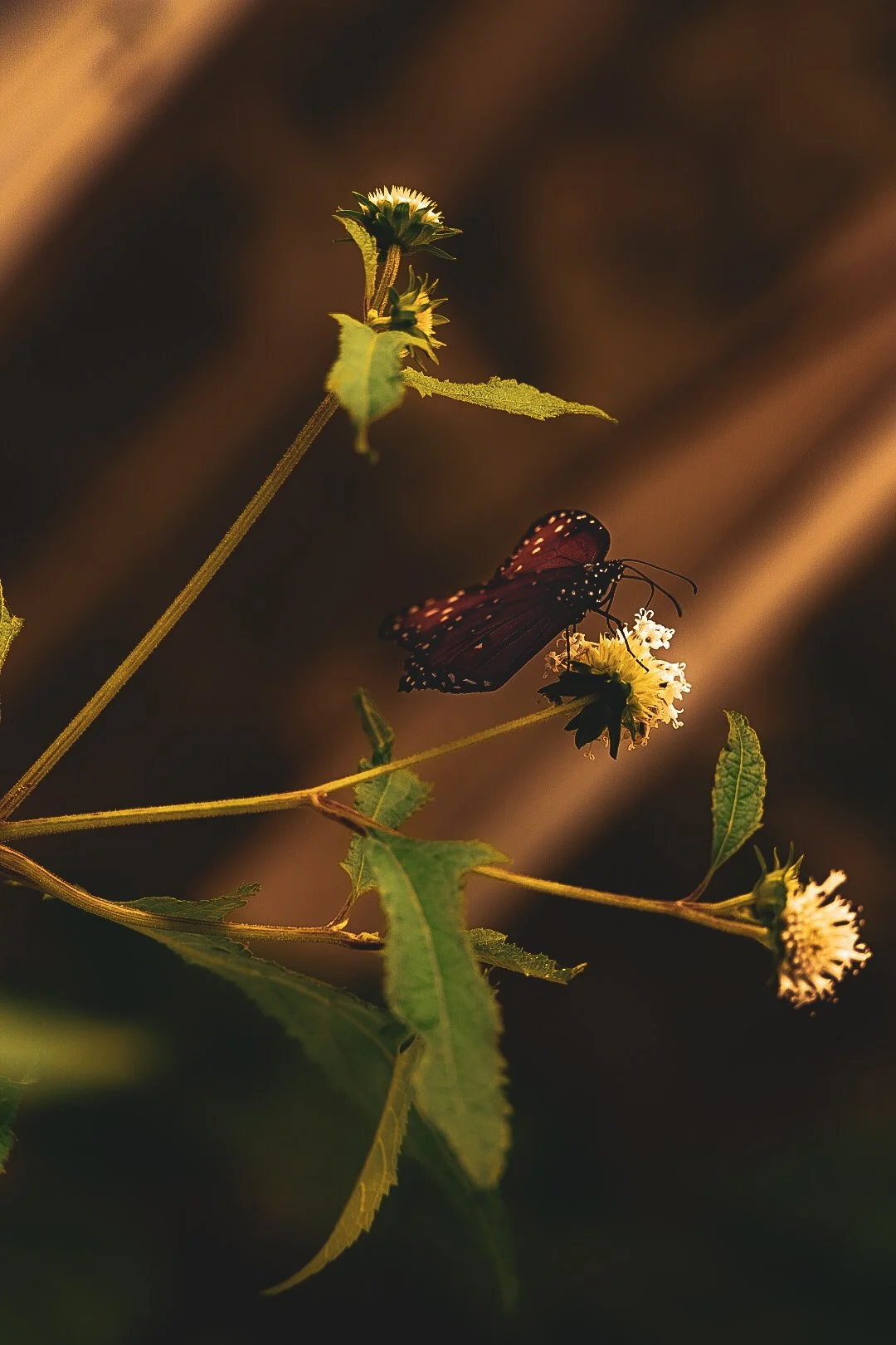 _DSC1760.jpeg