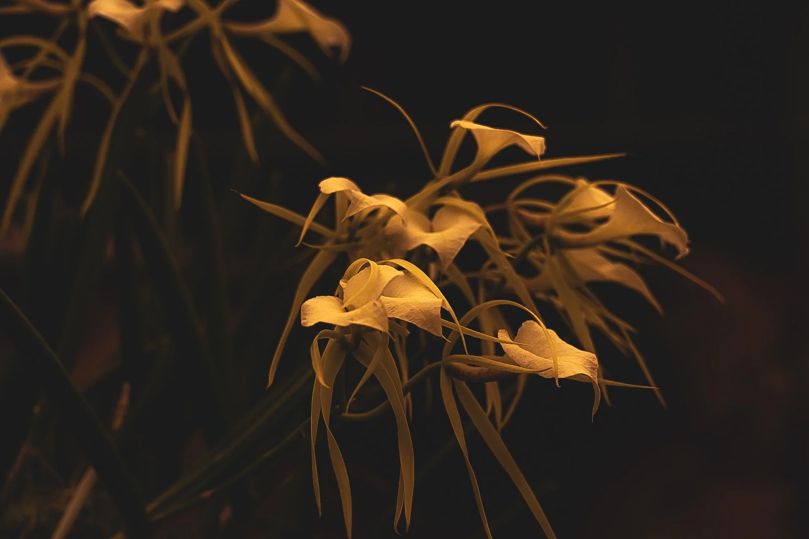 _DSC0602.jpeg