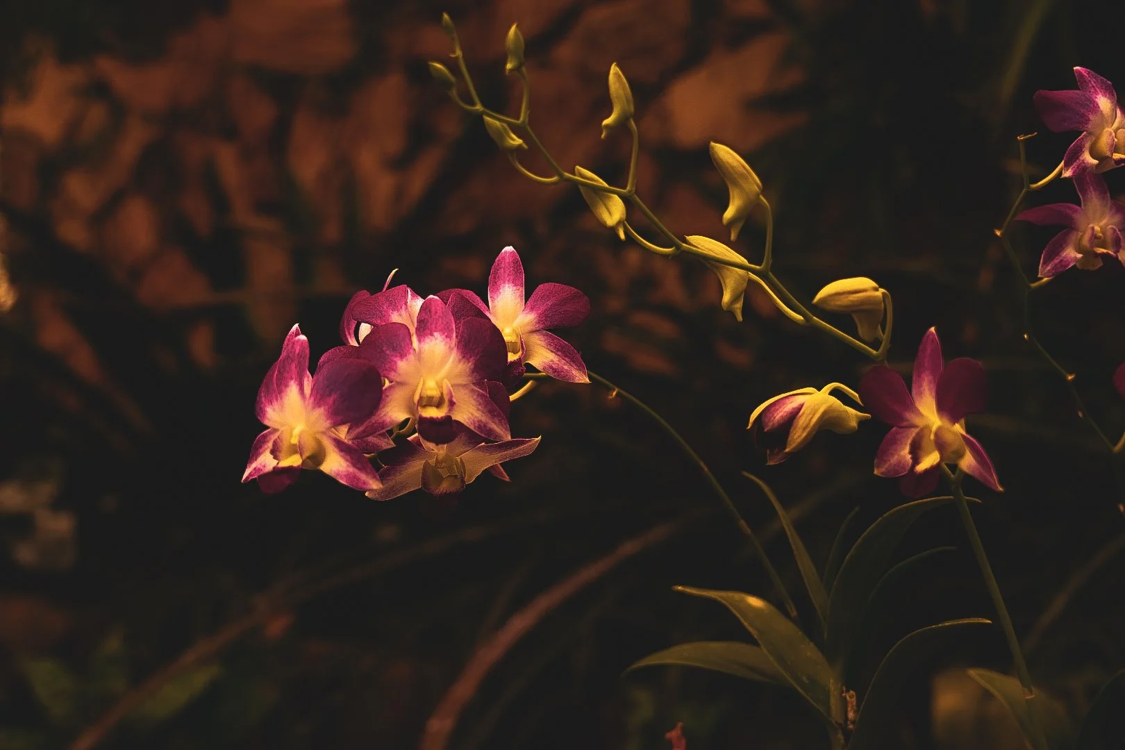 _DSC0460.jpeg