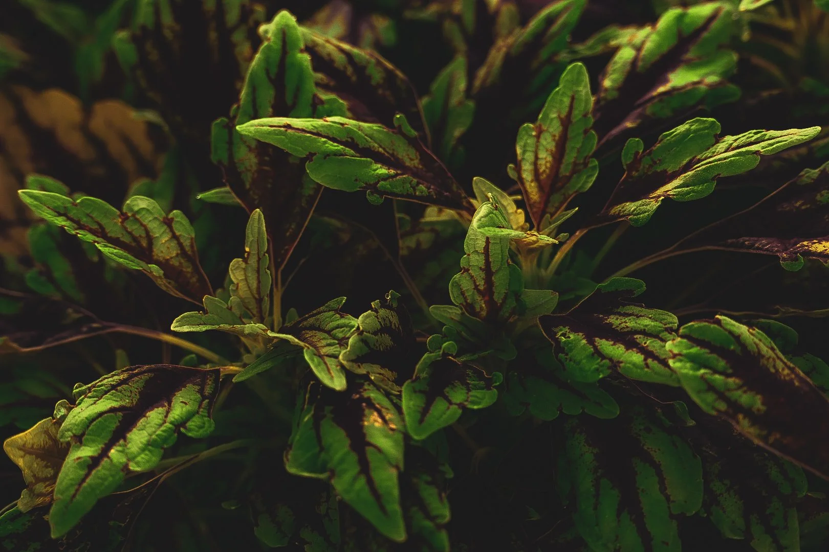 _DSC1502.jpeg