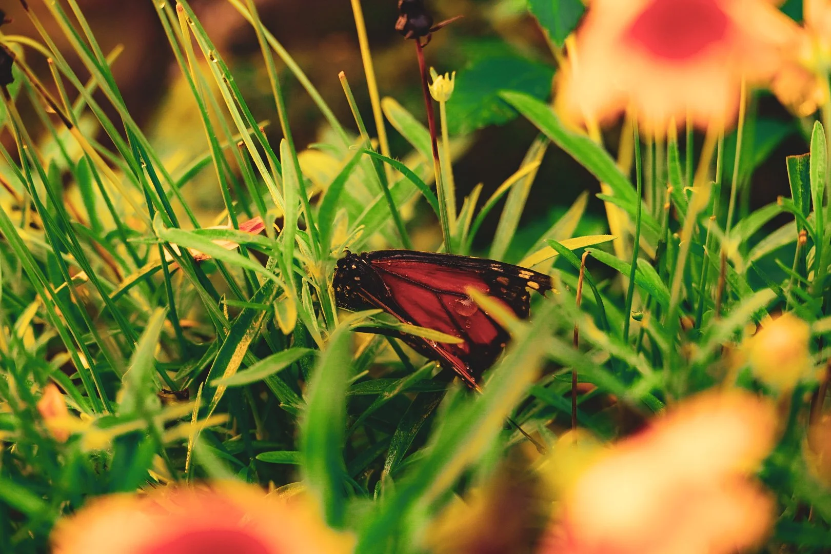 _DSC1458.jpeg