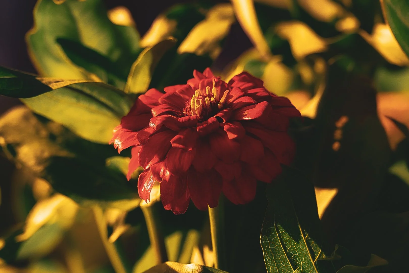 _DSC1303.jpeg