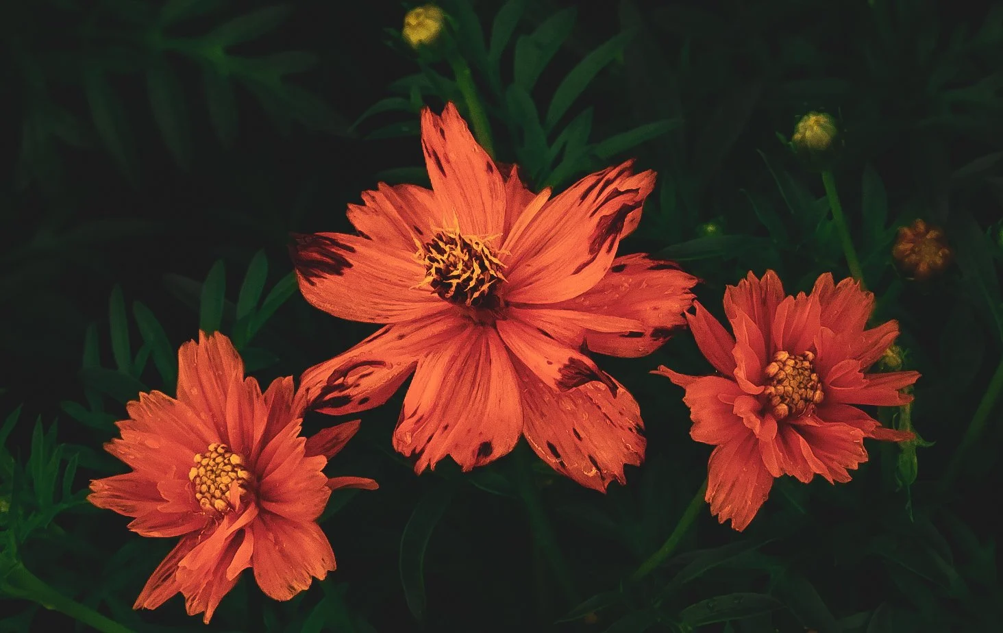 _DSC1280.jpeg