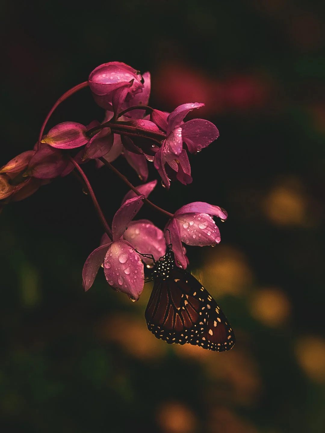 _DSC1883.jpeg