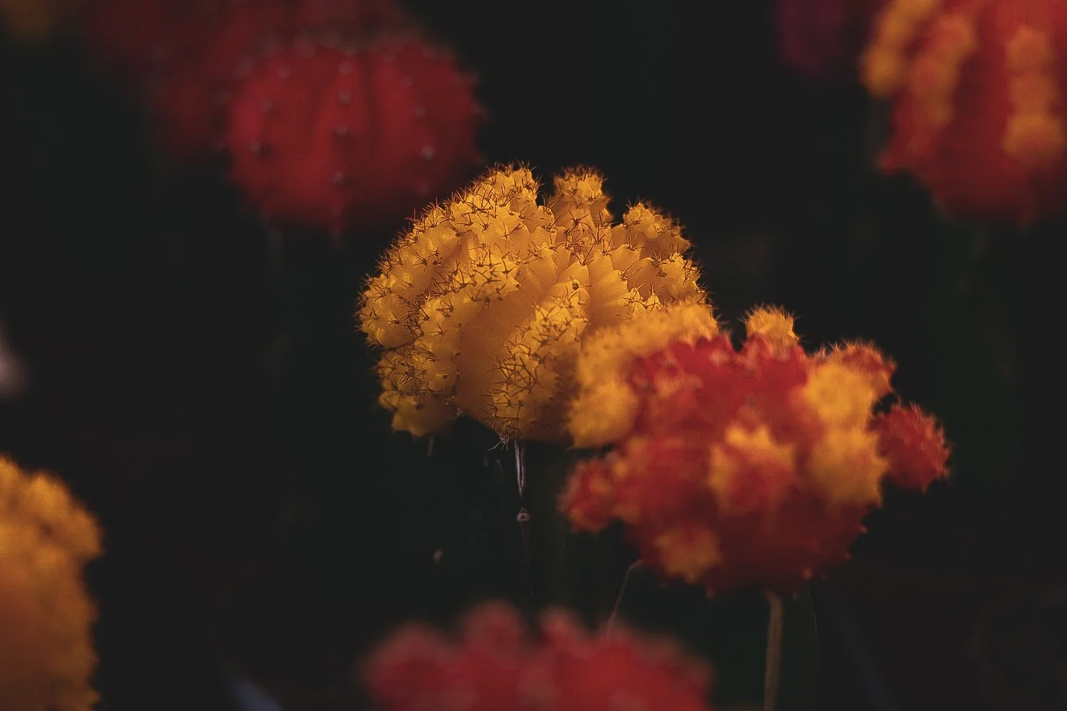 _DSC1514.jpeg