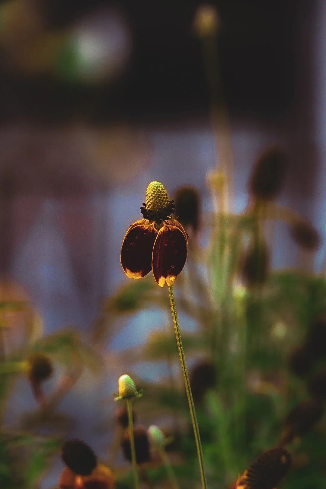 _DSC1370.jpeg