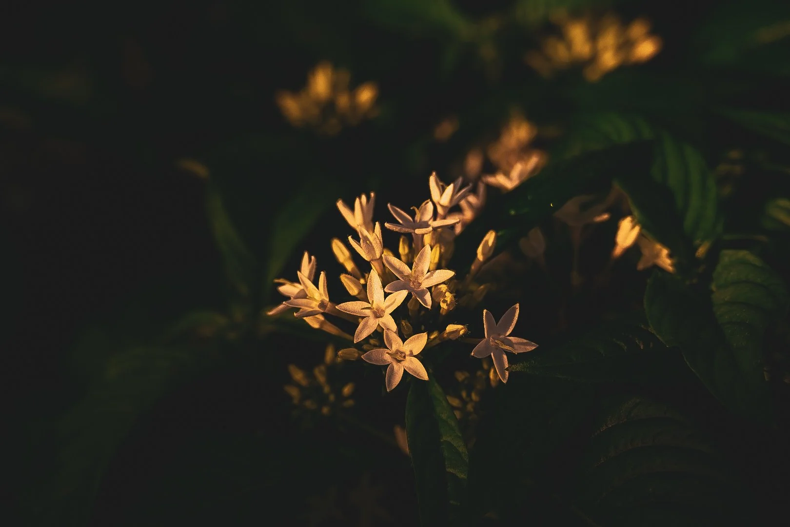 _DSC1368.jpeg