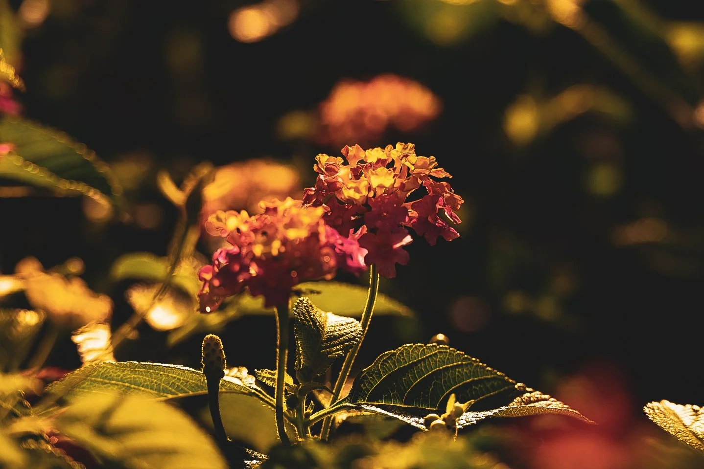 _DSC1351.jpeg