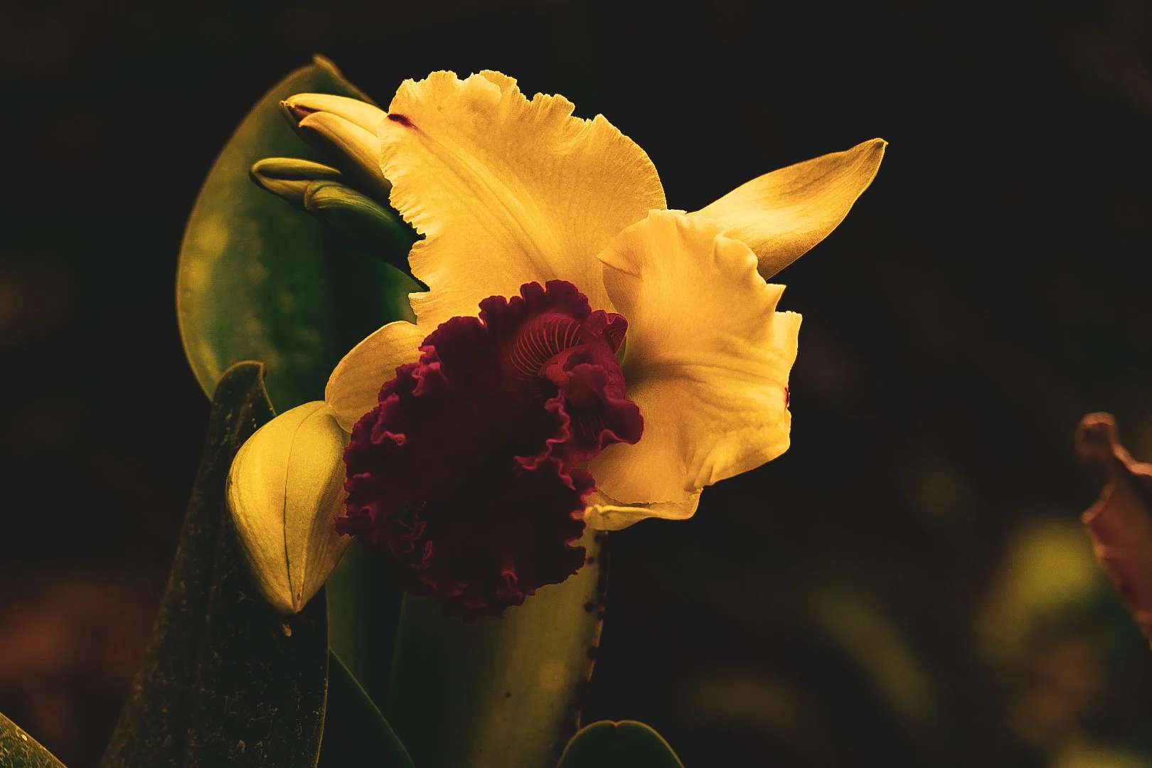 _DSC0429.jpeg