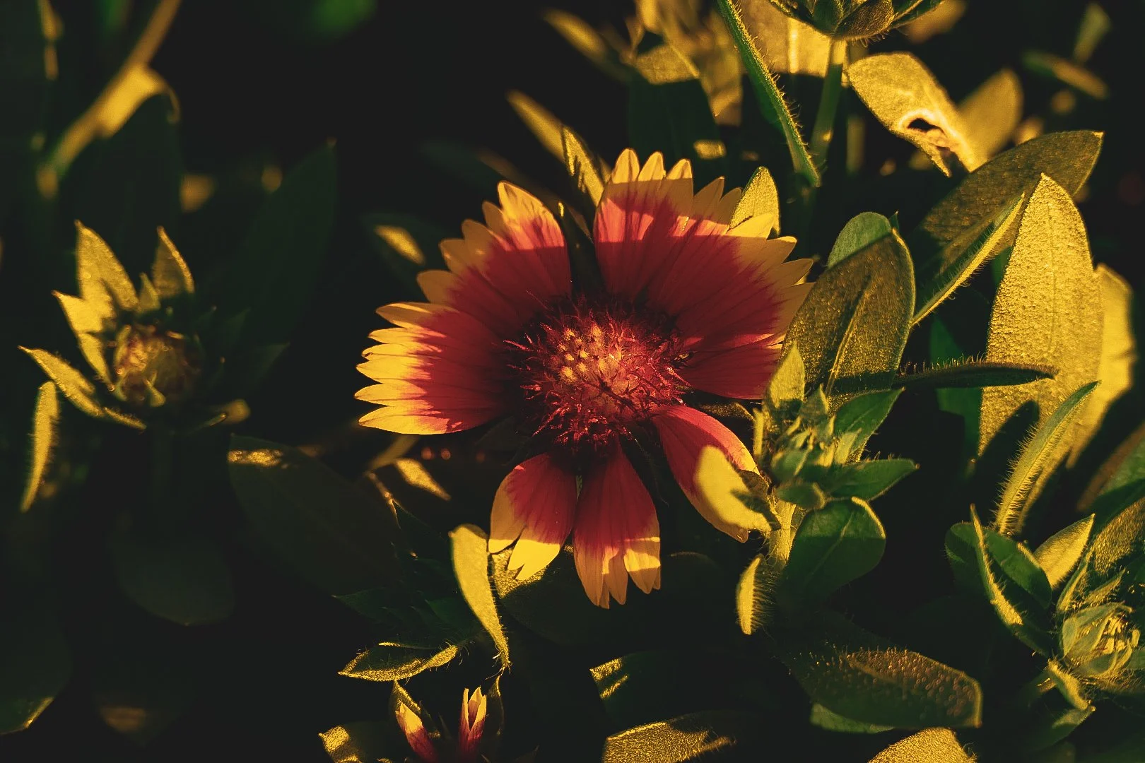 _DSC1295.jpeg