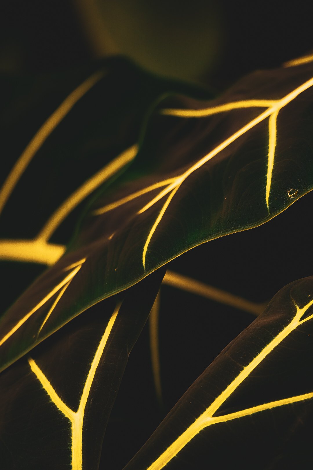 _DSC0427.jpeg