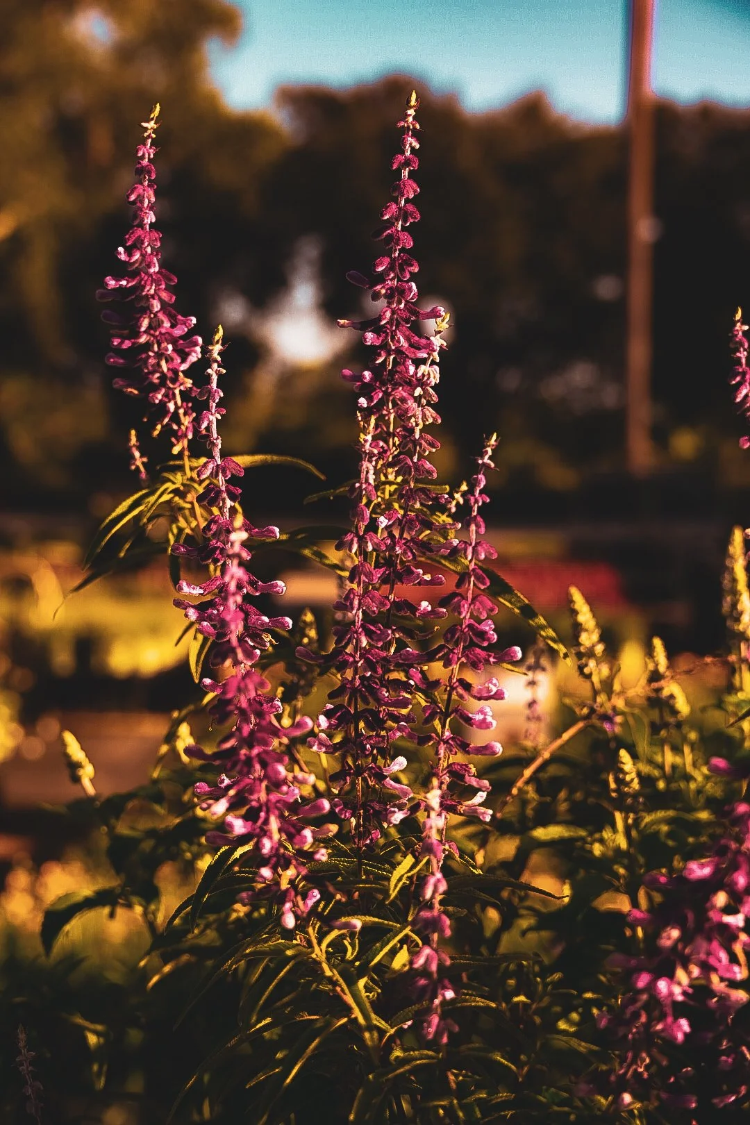 _DSC1291.jpeg