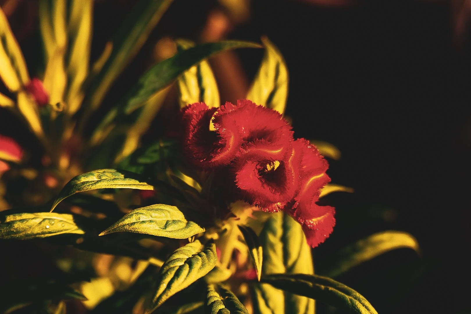 _DSC1285.jpeg