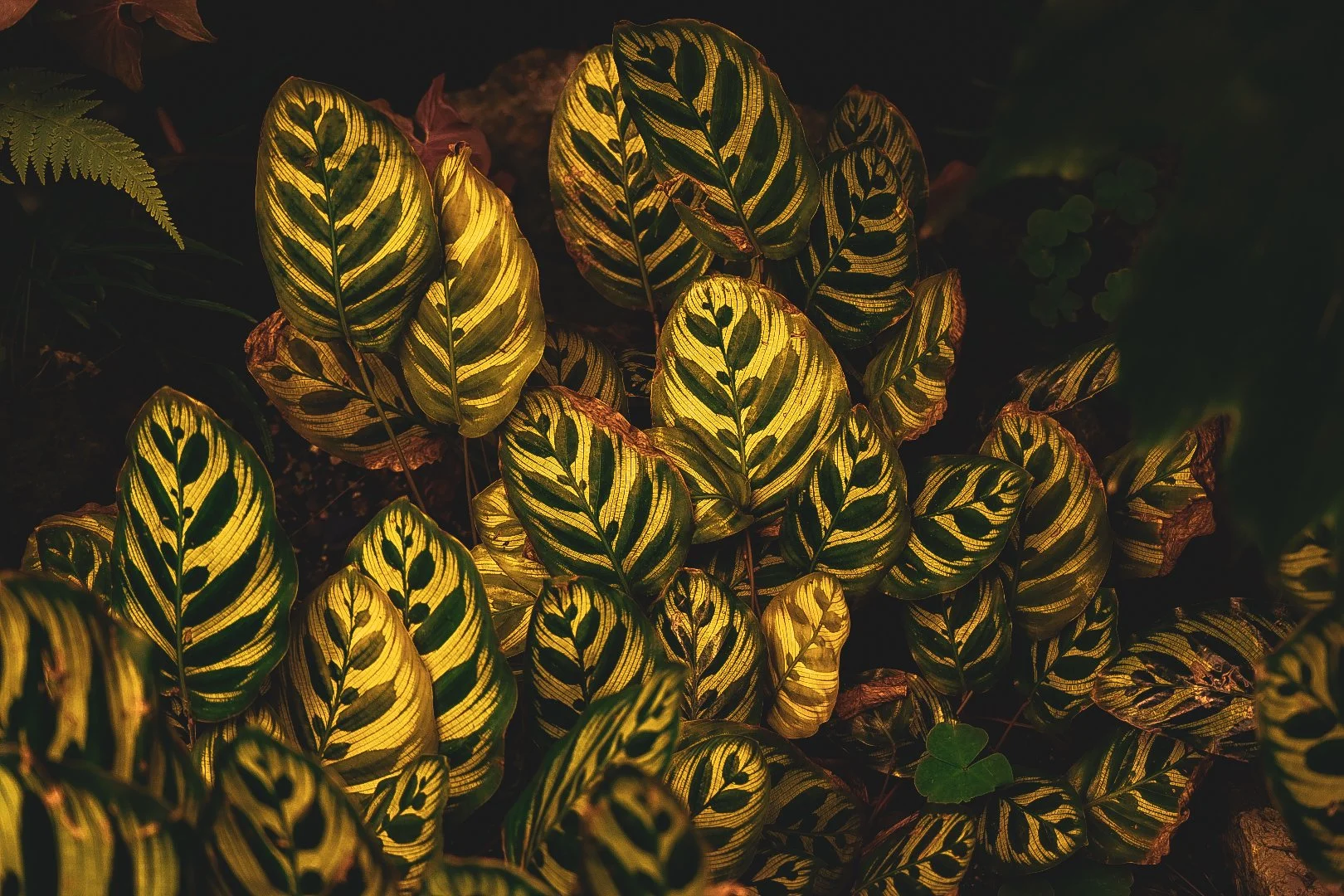 _DSC0385.jpeg