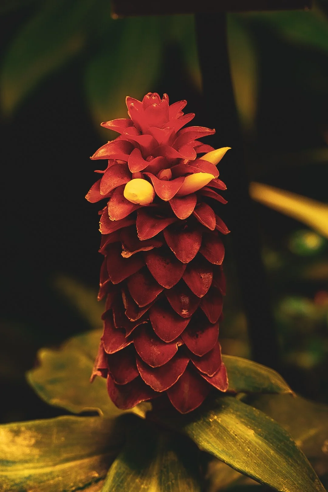 _DSC0374.jpeg
