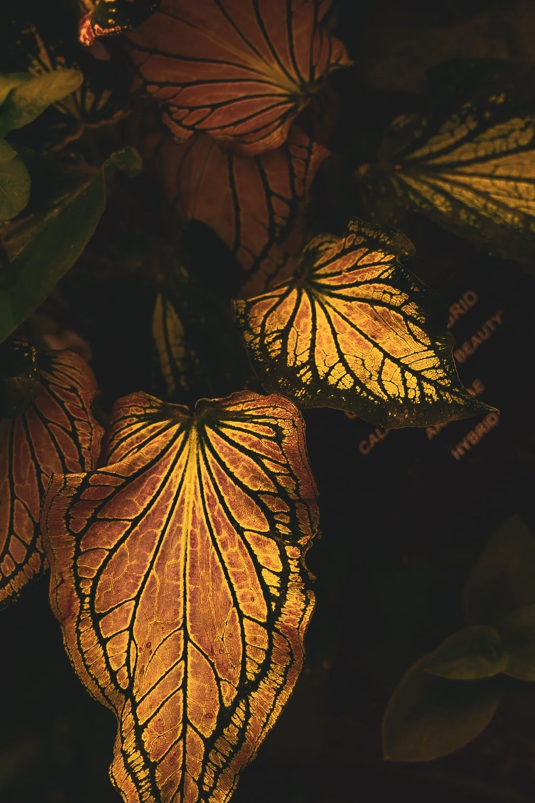 _DSC0535.jpeg