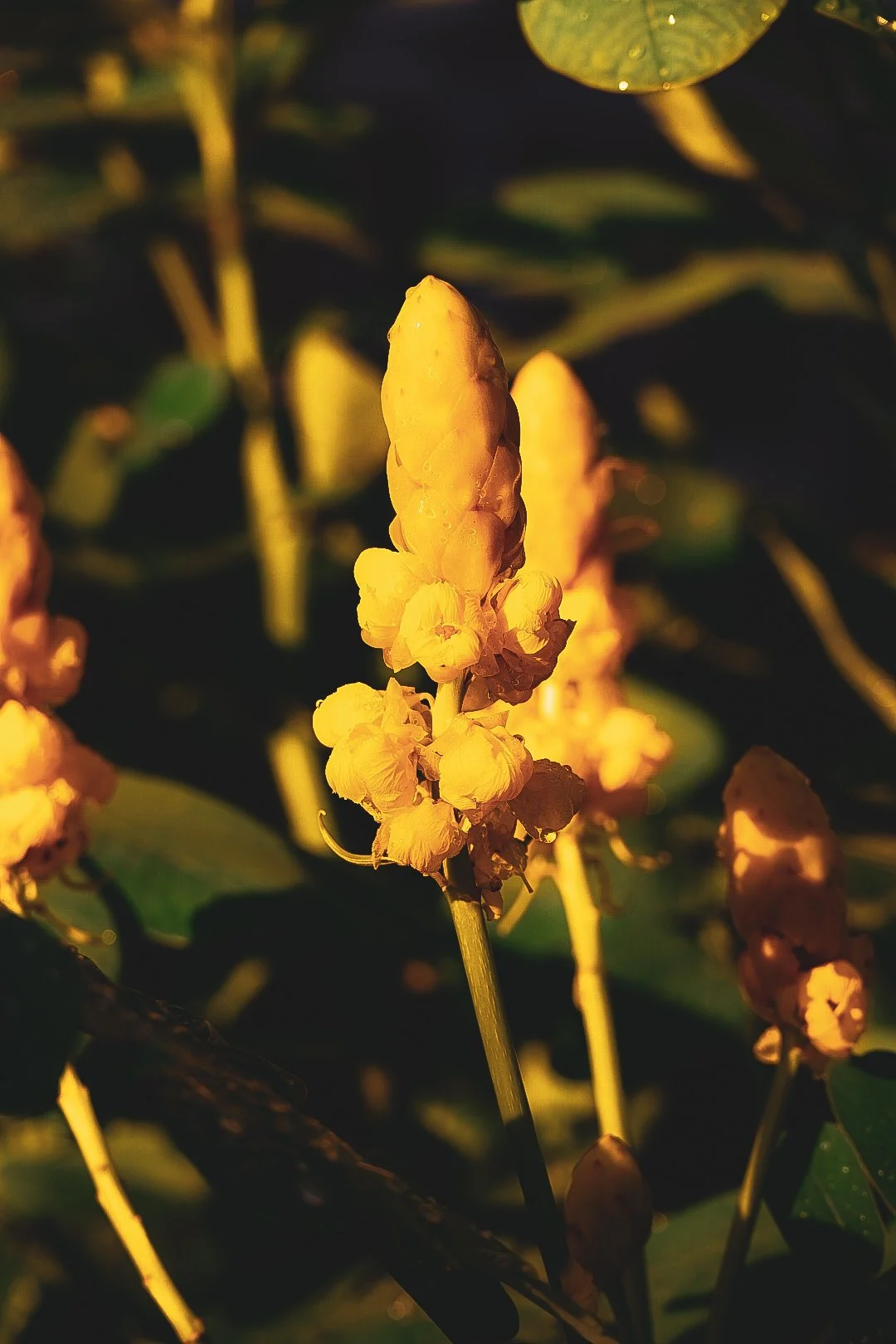 _DSC1298.jpeg