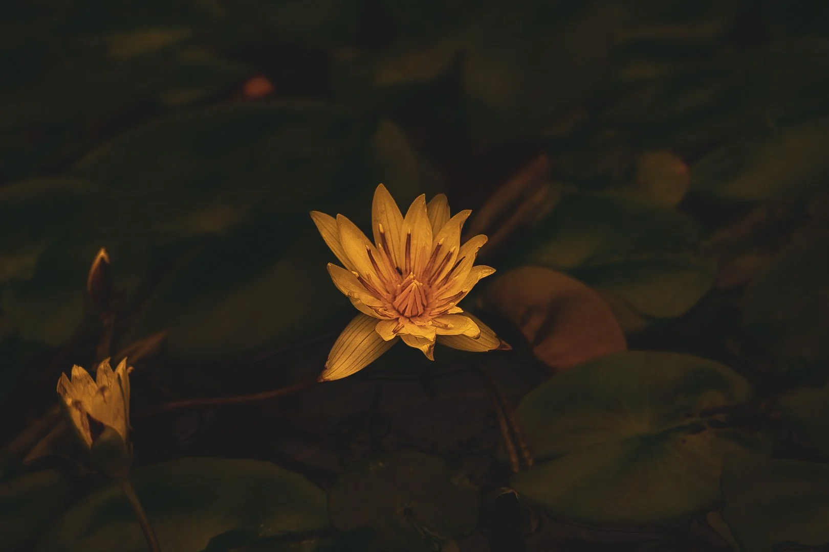 _DSC0592.jpeg