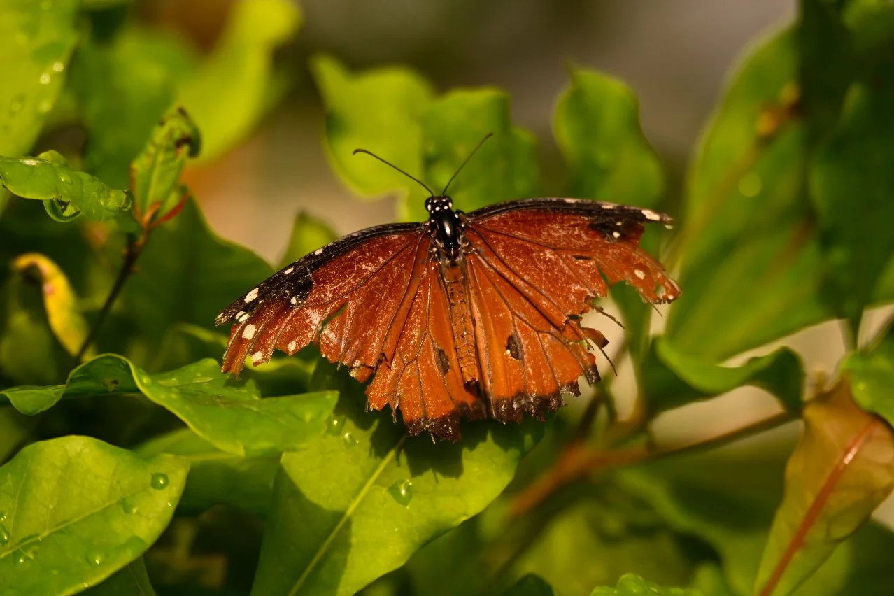 _DSC1464.jpeg