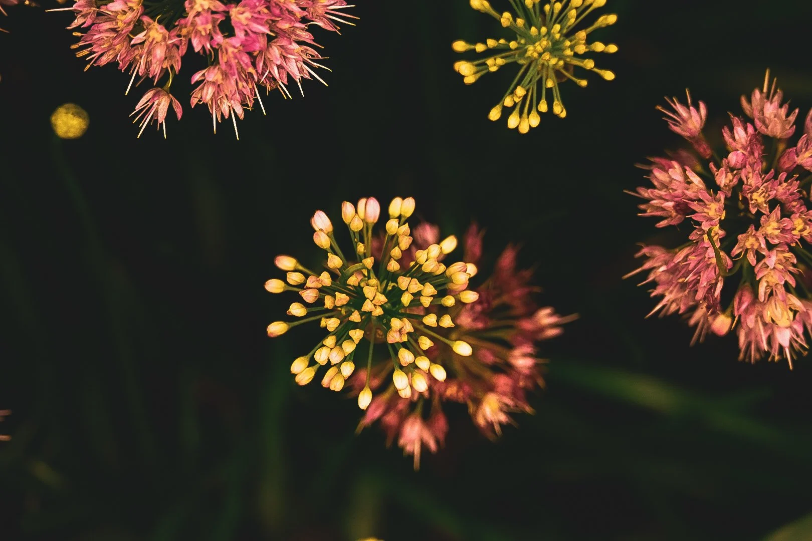 _DSC0424.jpeg