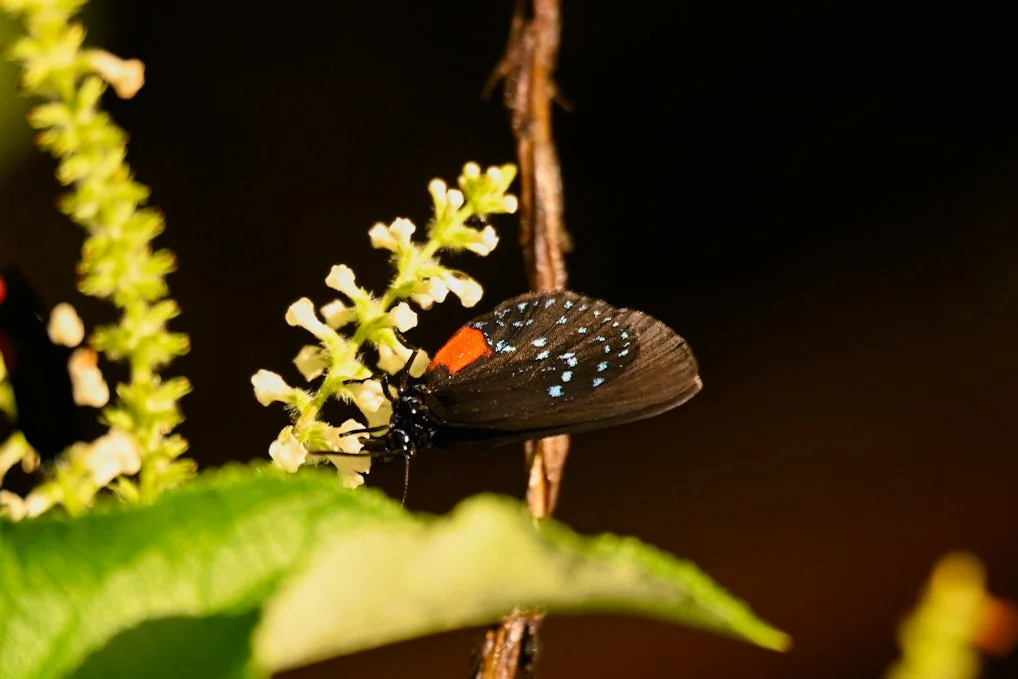 _DSC1448.jpeg